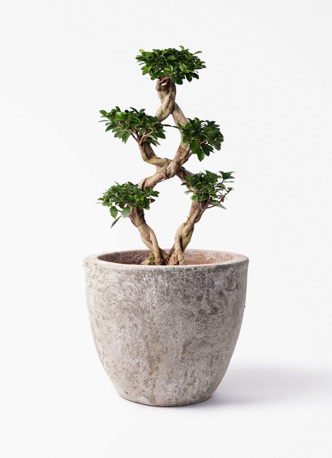 ガジュマル 大型 | 観葉植物通販HitoHana(ひとはな)