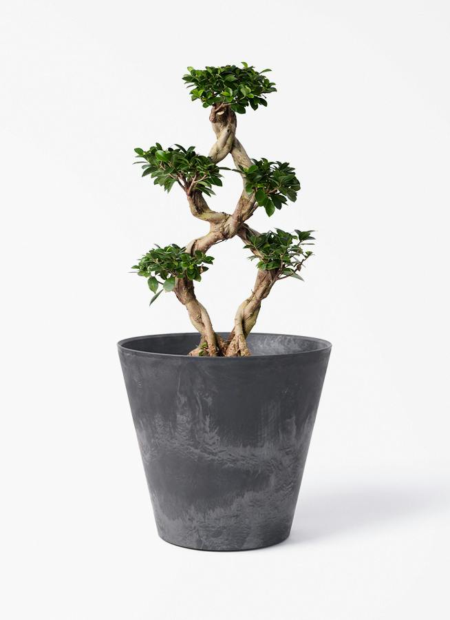 観葉植物 ガジュマル 8号 8の字 アートストーン ラウンド ブラック