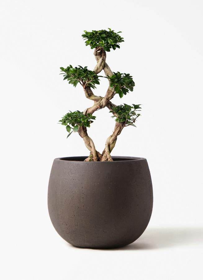 ガジュマル 8号 | 観葉植物通販HitoHana(ひとはな)