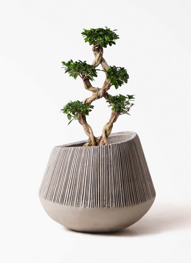 ガジュマル 8号 | 観葉植物通販HitoHana(ひとはな)