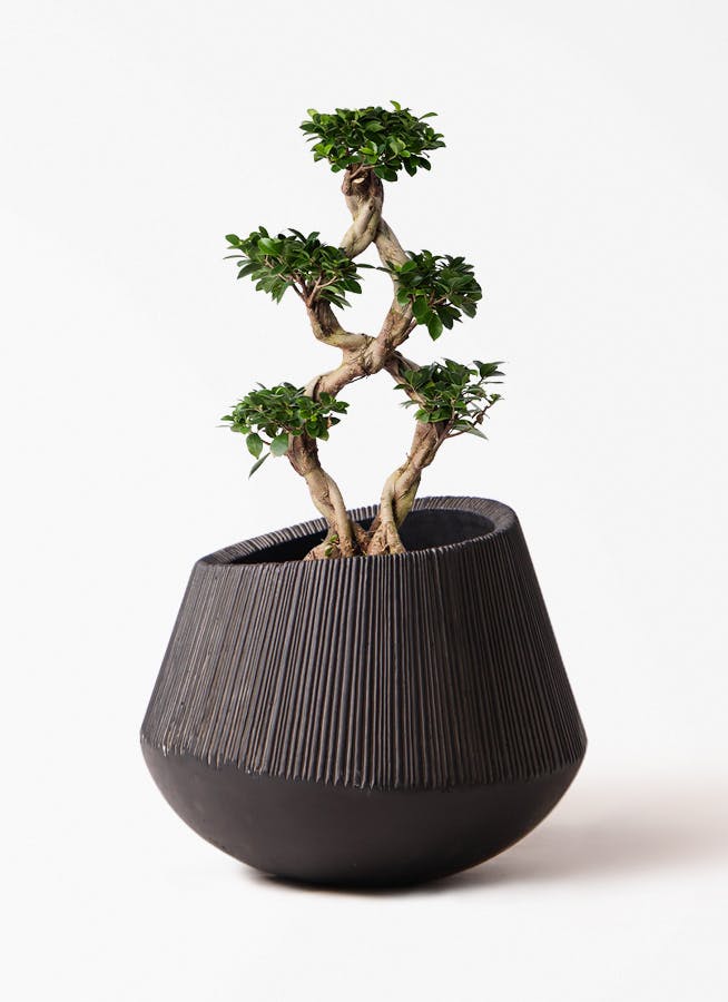 ガジュマル 8号 | 観葉植物通販HitoHana(ひとはな)