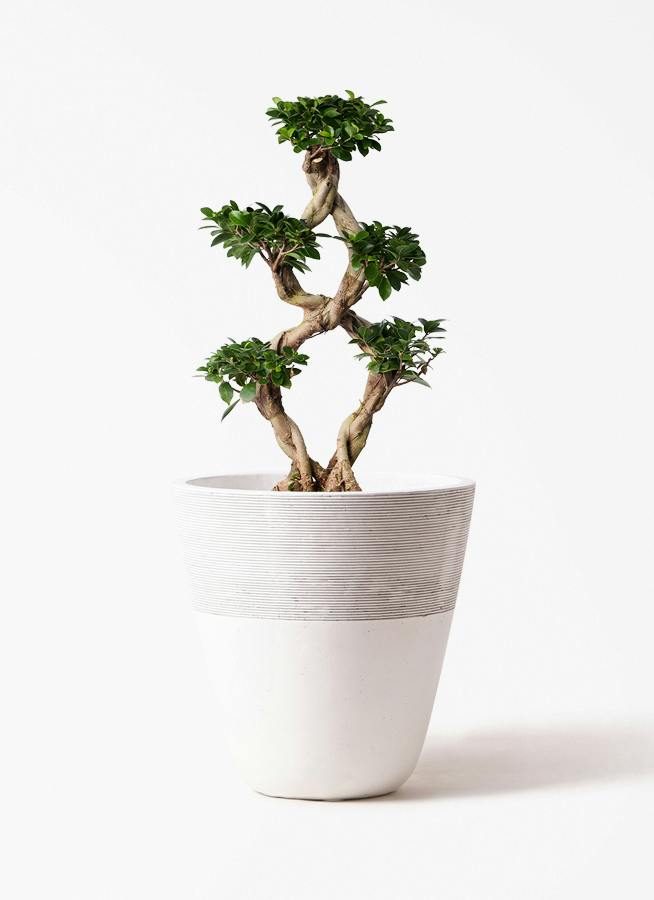 観葉植物 ガジュマル 8号 8の字 ジュピター 白 付き | 観葉植物なら