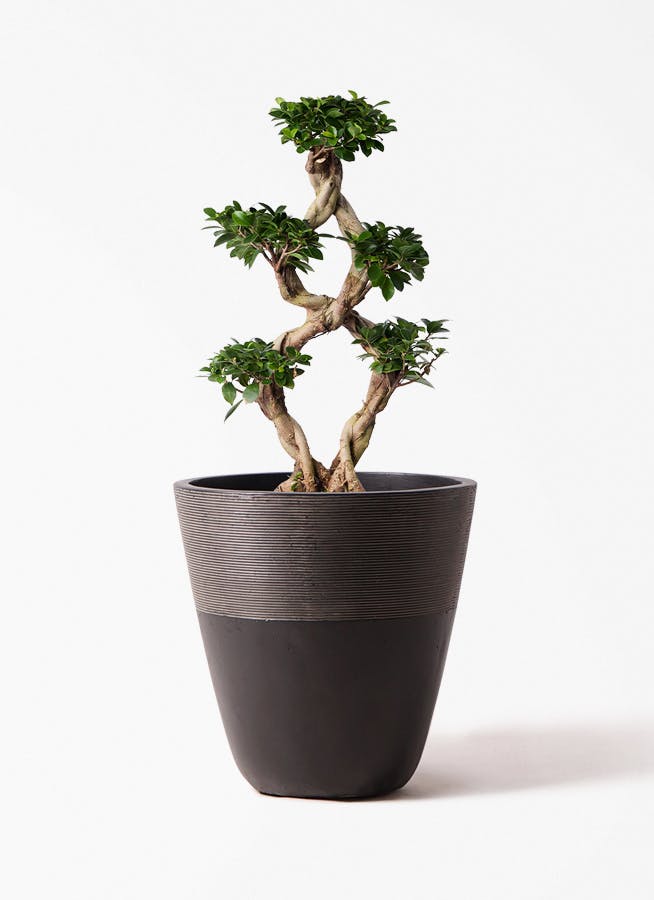 観葉植物 オリーブの木 8号 オヒブランカ ジュピター 黒 付き / 小倉園