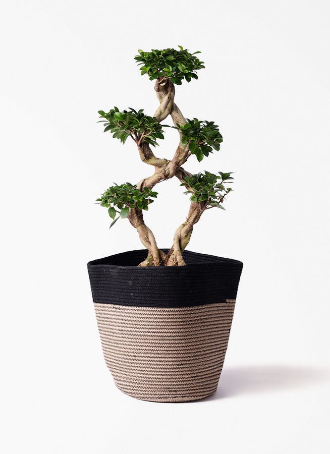 観葉植物 ドラセナ コンシンネ レインボー 8号 ストレート リブ