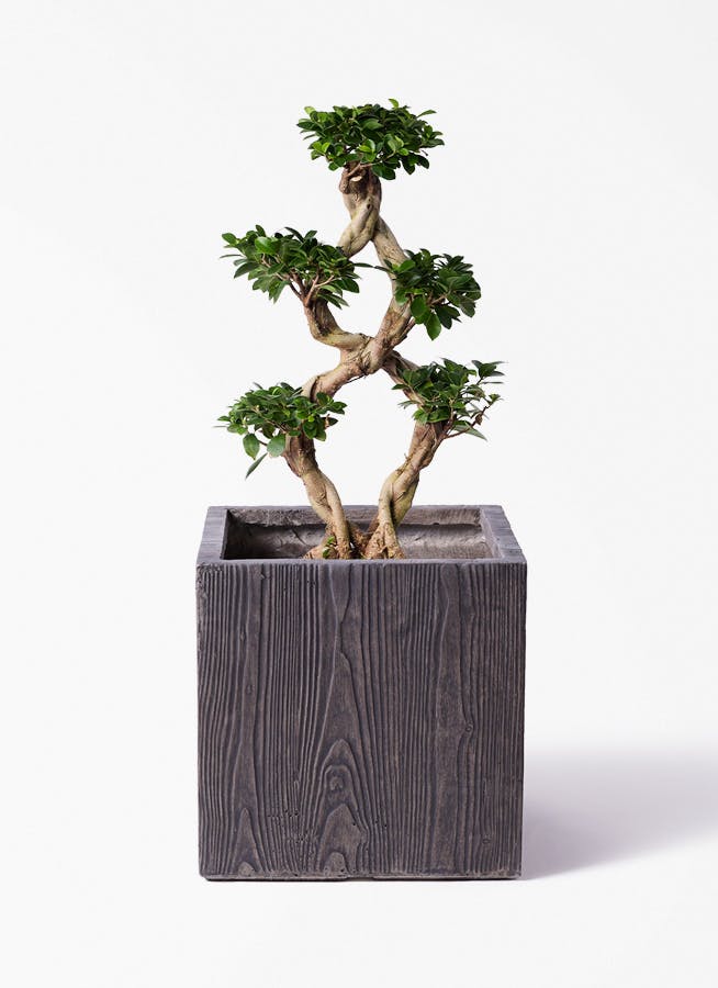 観葉植物 ドラセナ コンシンネ レインボー 8号 ストレート ベータ