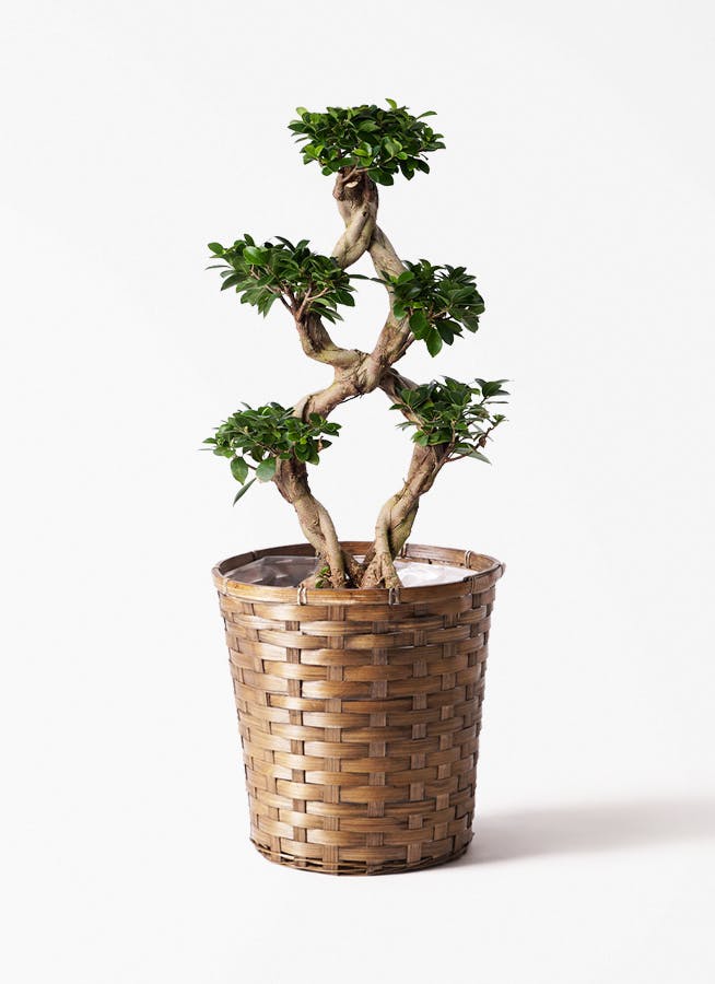観葉植物 カシワバゴムの木 バンビーノ 8号 曲がり 竹バスケット 付き