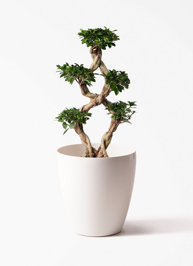 観葉植物 ツピダンサス 8号 曲り ラスターポット 付き | 観葉植物なら