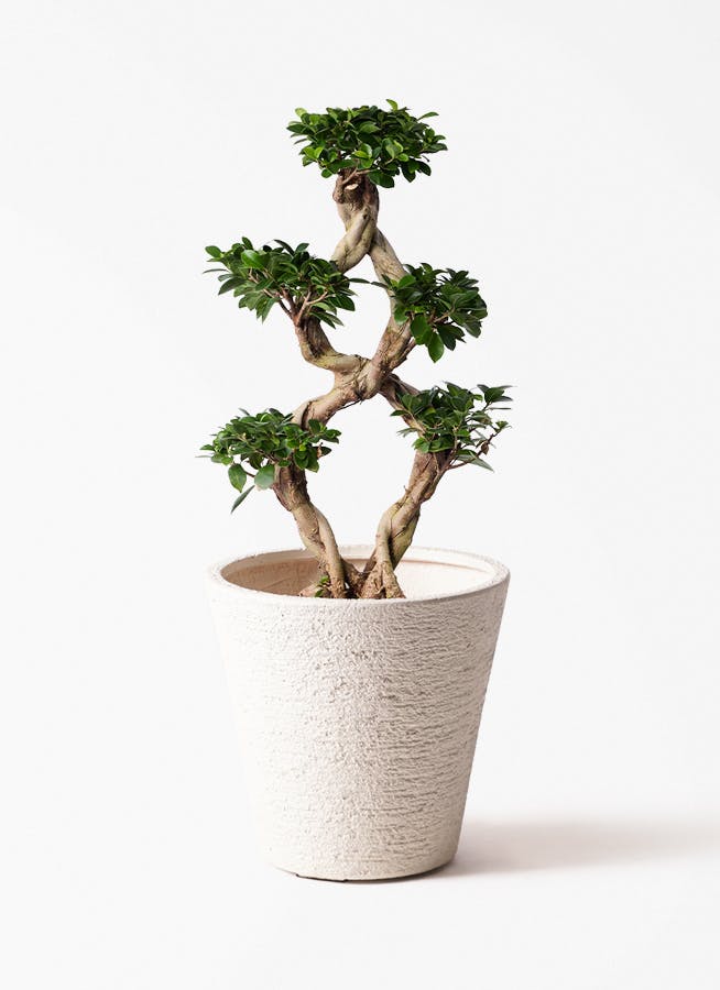 ガジュマル 8号 | 観葉植物通販HitoHana(ひとはな)