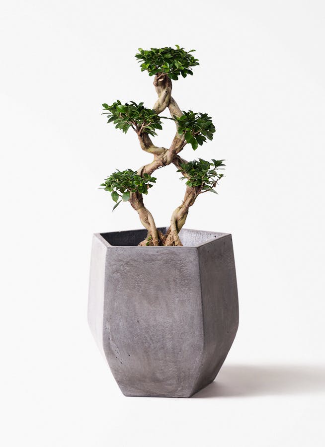 観葉植物 オリーブの木 8号 カヨンヌ ファイバークレイ Gray 付き