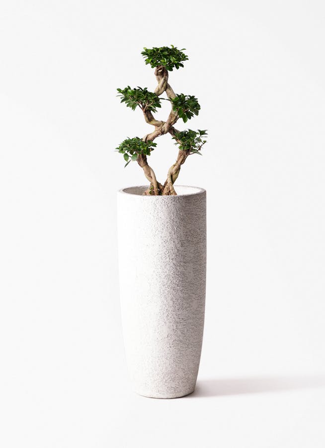 観葉植物 オリーブの木 8号 ハーディーズマンモス エコストーントール
