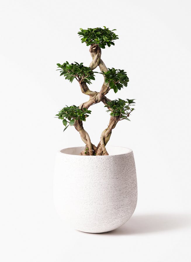 ガジュマル 8号 | 観葉植物通販HitoHana(ひとはな)