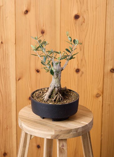 観葉植物 オリーブの木 10号 レッチーノ セドナロング 墨 付き / 小倉