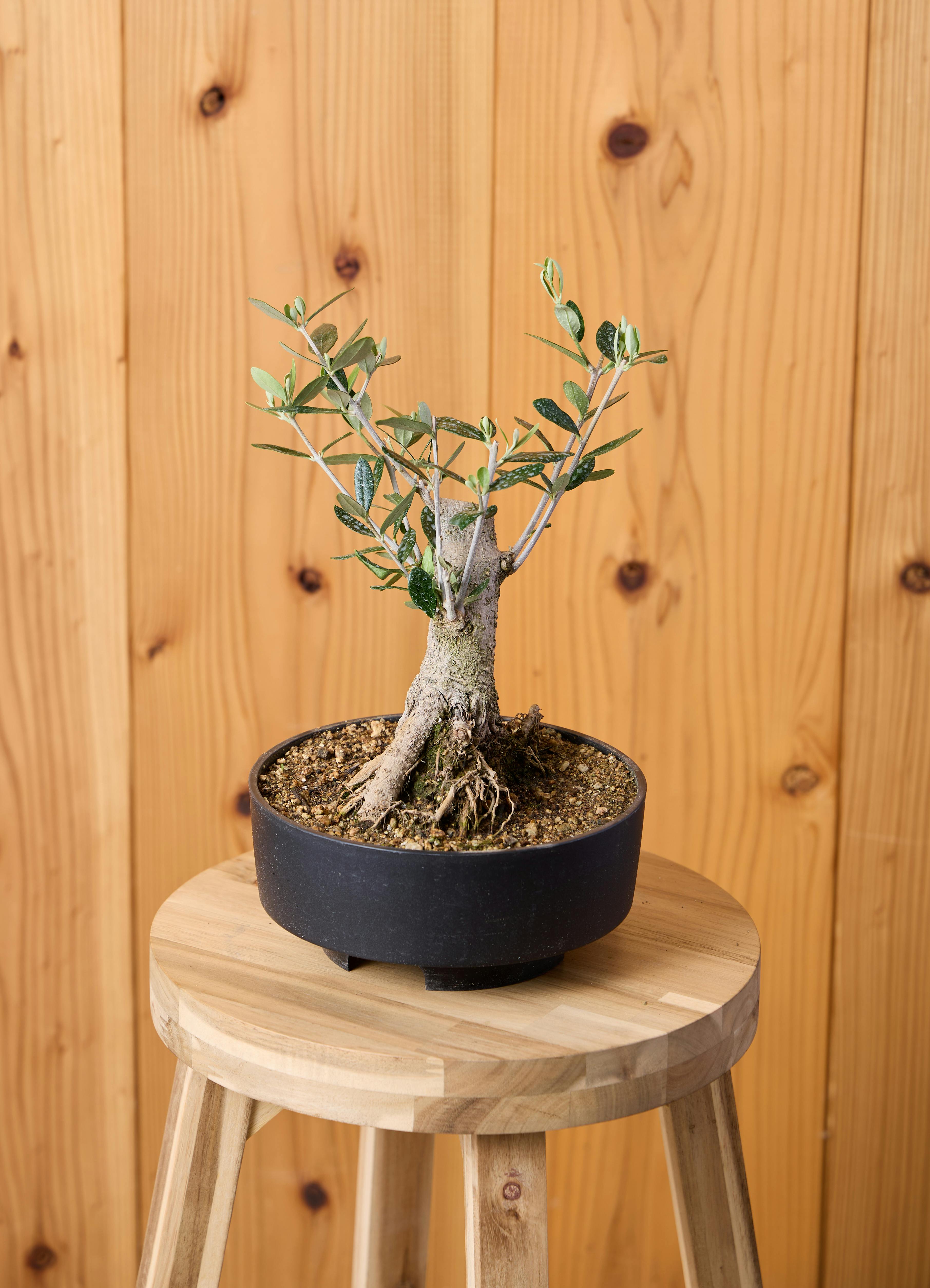 オリーブの木 1点もの（現品・現物） | 観葉植物通販HitoHana(ひとはな)