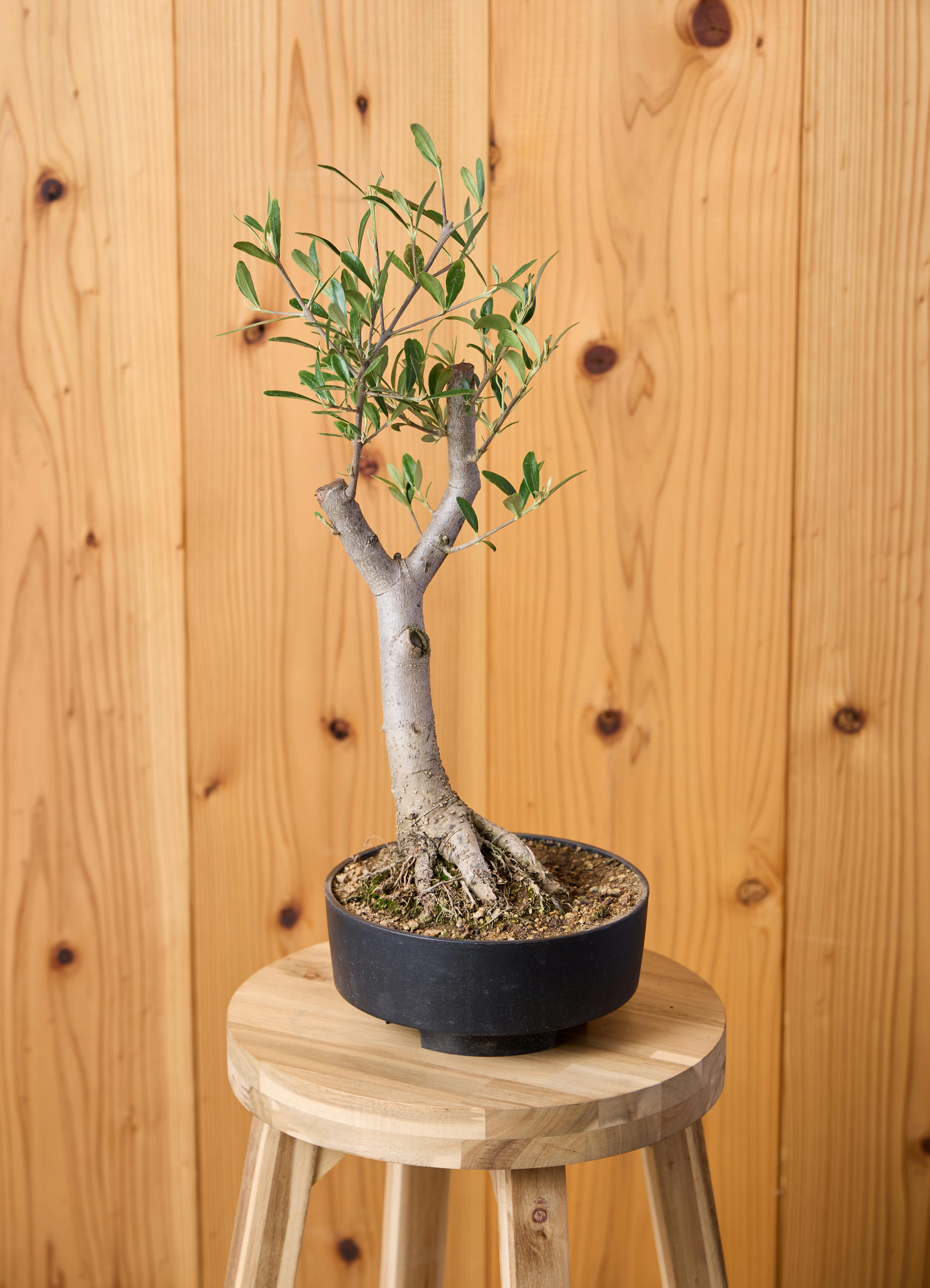 オリーブの木 1点もの（現品・現物） | 観葉植物通販HitoHana(ひとはな)