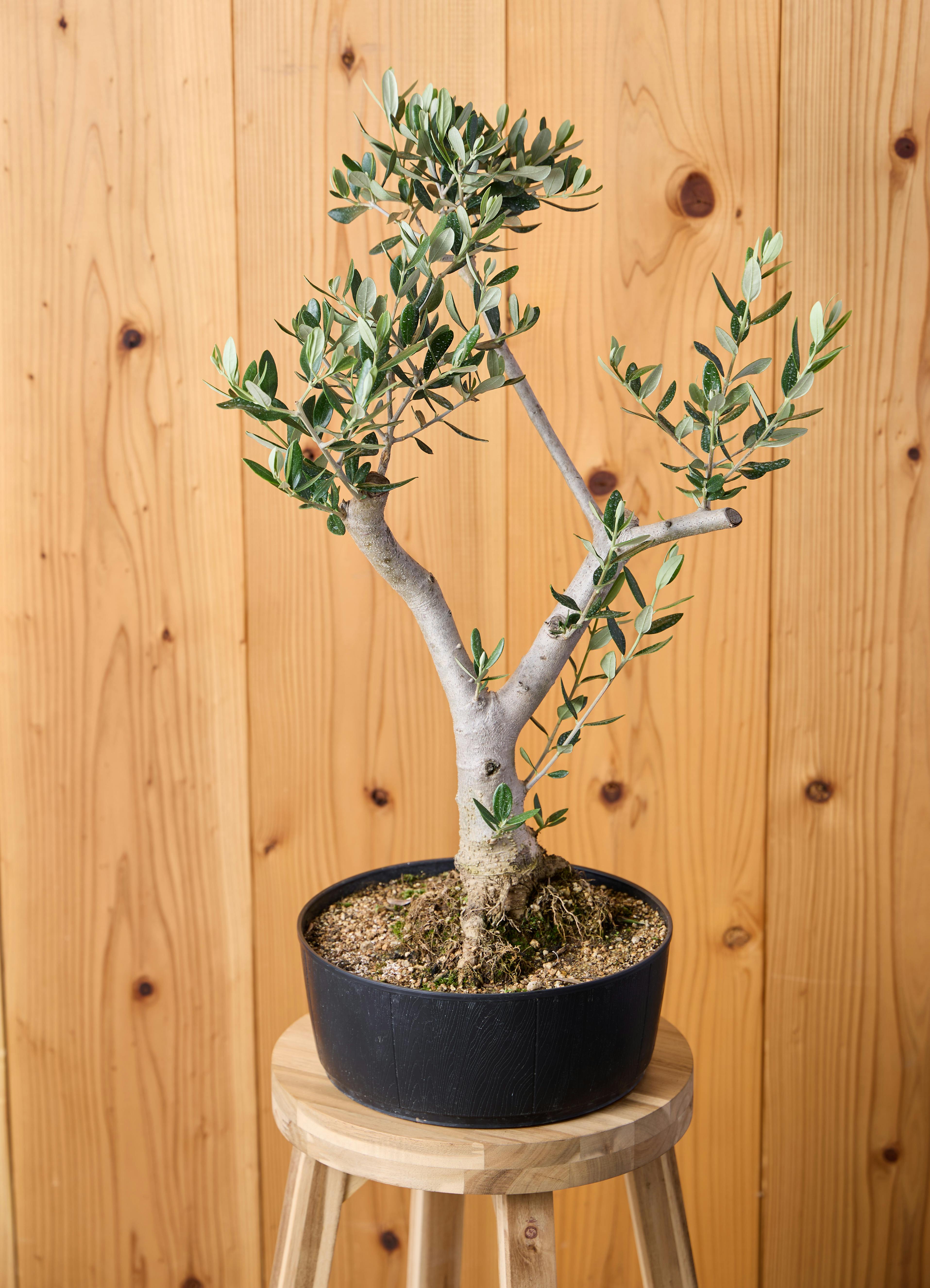 オリーブの木　ルッカ　ガーデニング　生活雑貨 オリーブの木 ルッカ | 観葉植物 | 送料無料でお届け - Hitohana（ひと