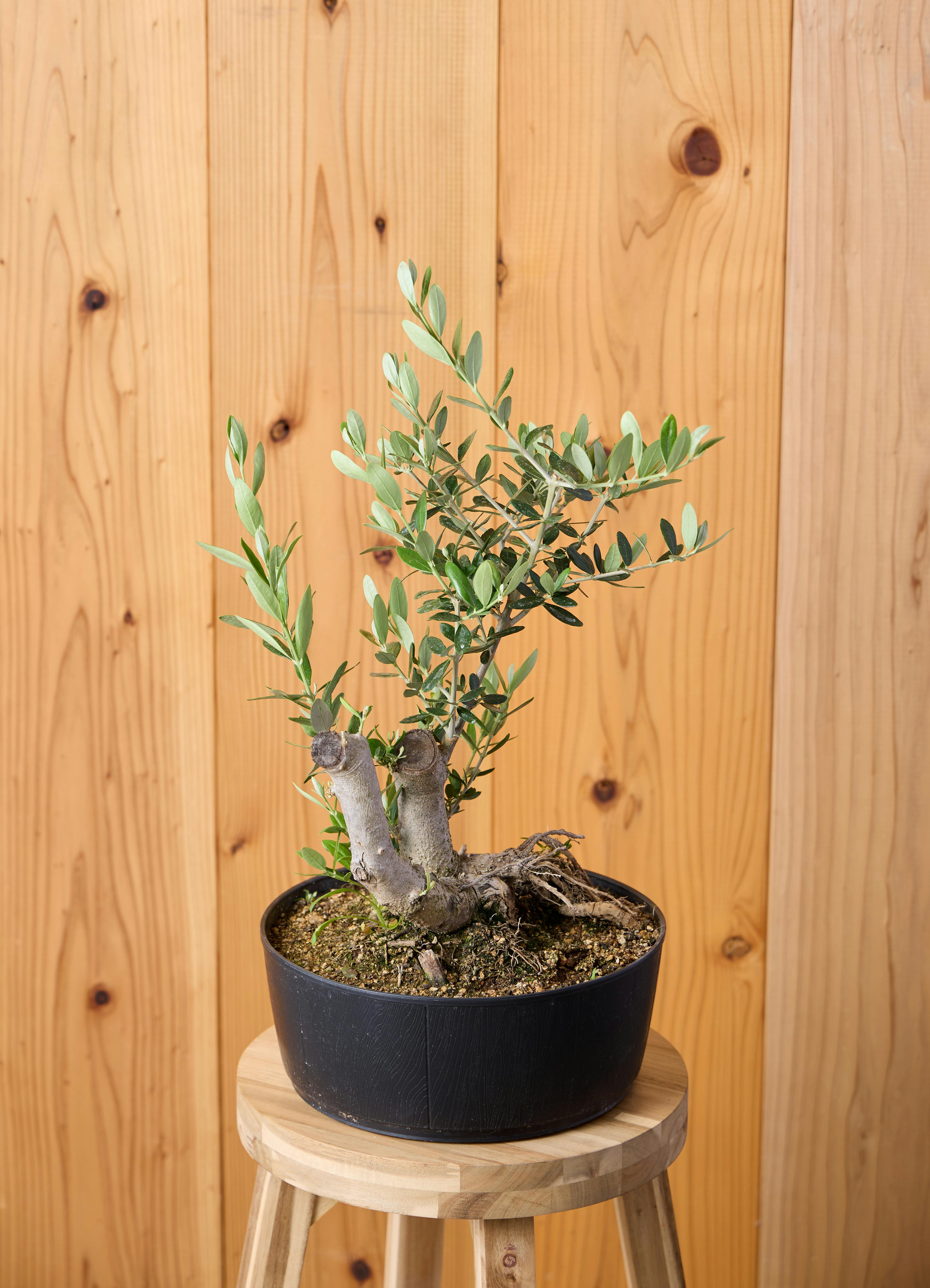 オリーブの木 8号 | 観葉植物 | 送料無料でお届け - Hitohana（ひとはな）