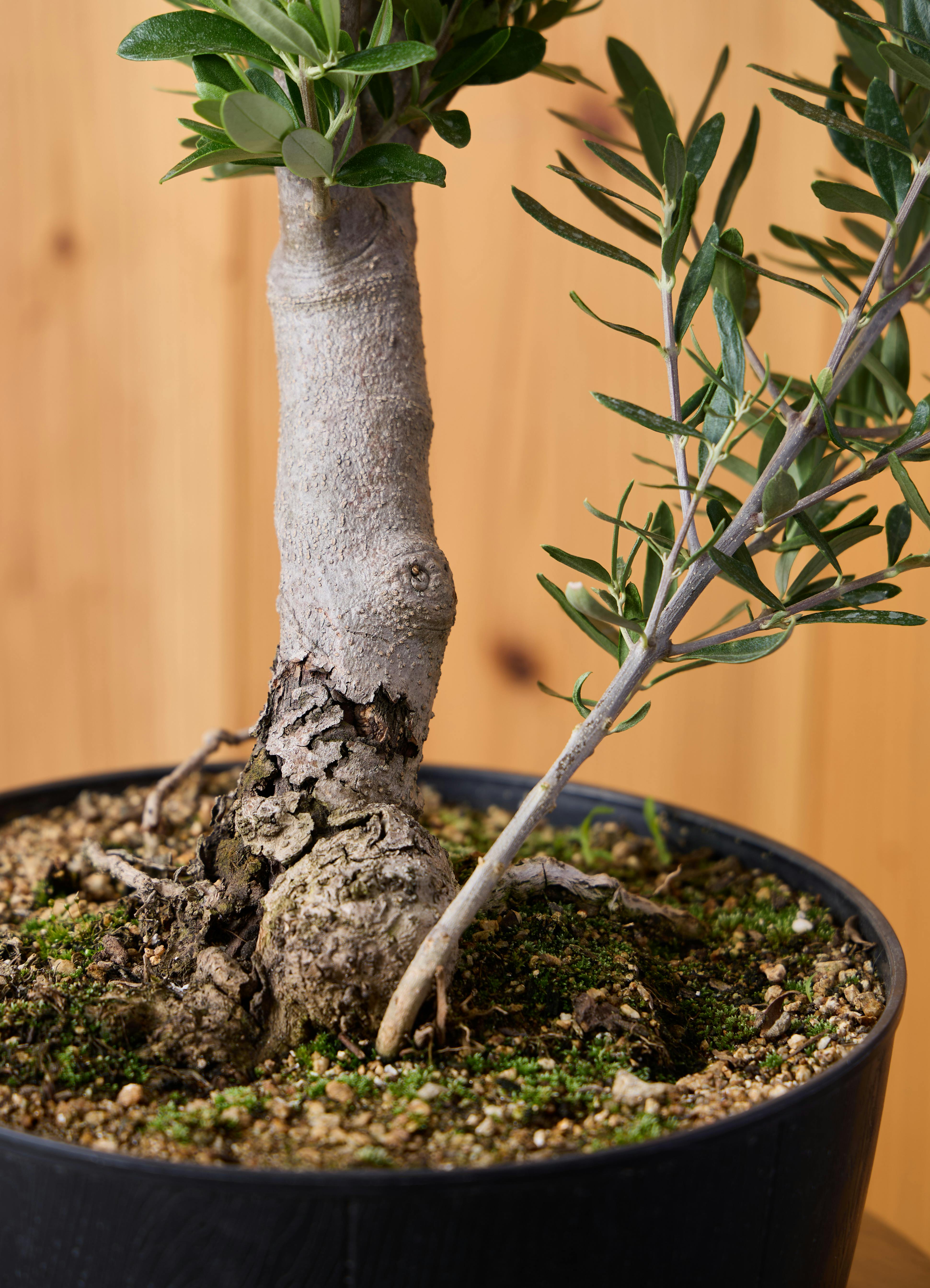 観葉植物 オリーブの木 【45cm】 8号 チプレッシーノ 盆栽仕立て