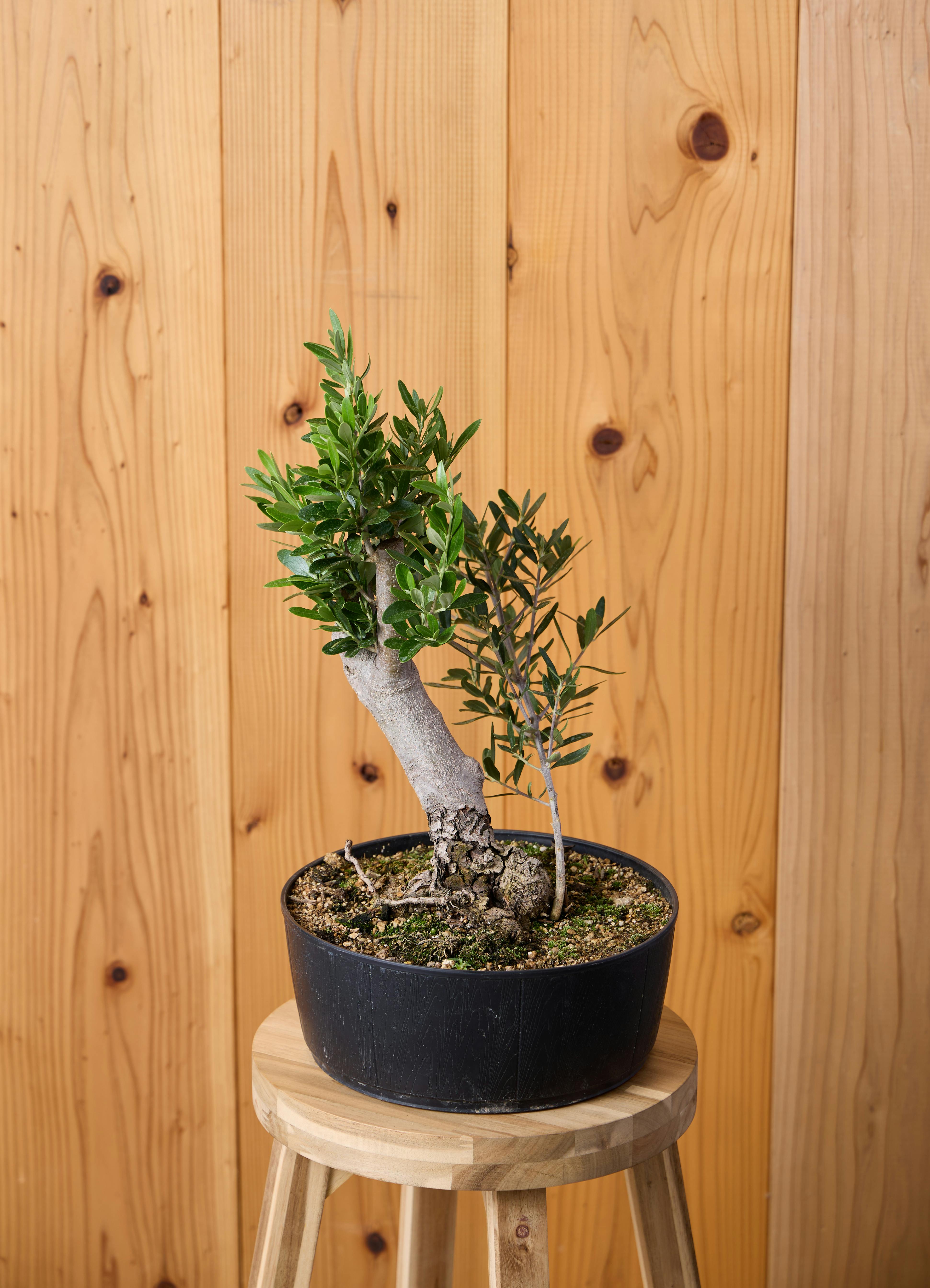 観葉植物 オリーブの木 【45cm】 8号 チプレッシーノ 盆栽仕立て