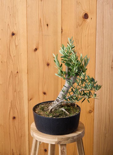 観葉植物 オリーブの木 8号 ピクアル Rib Basket (リブバスケット