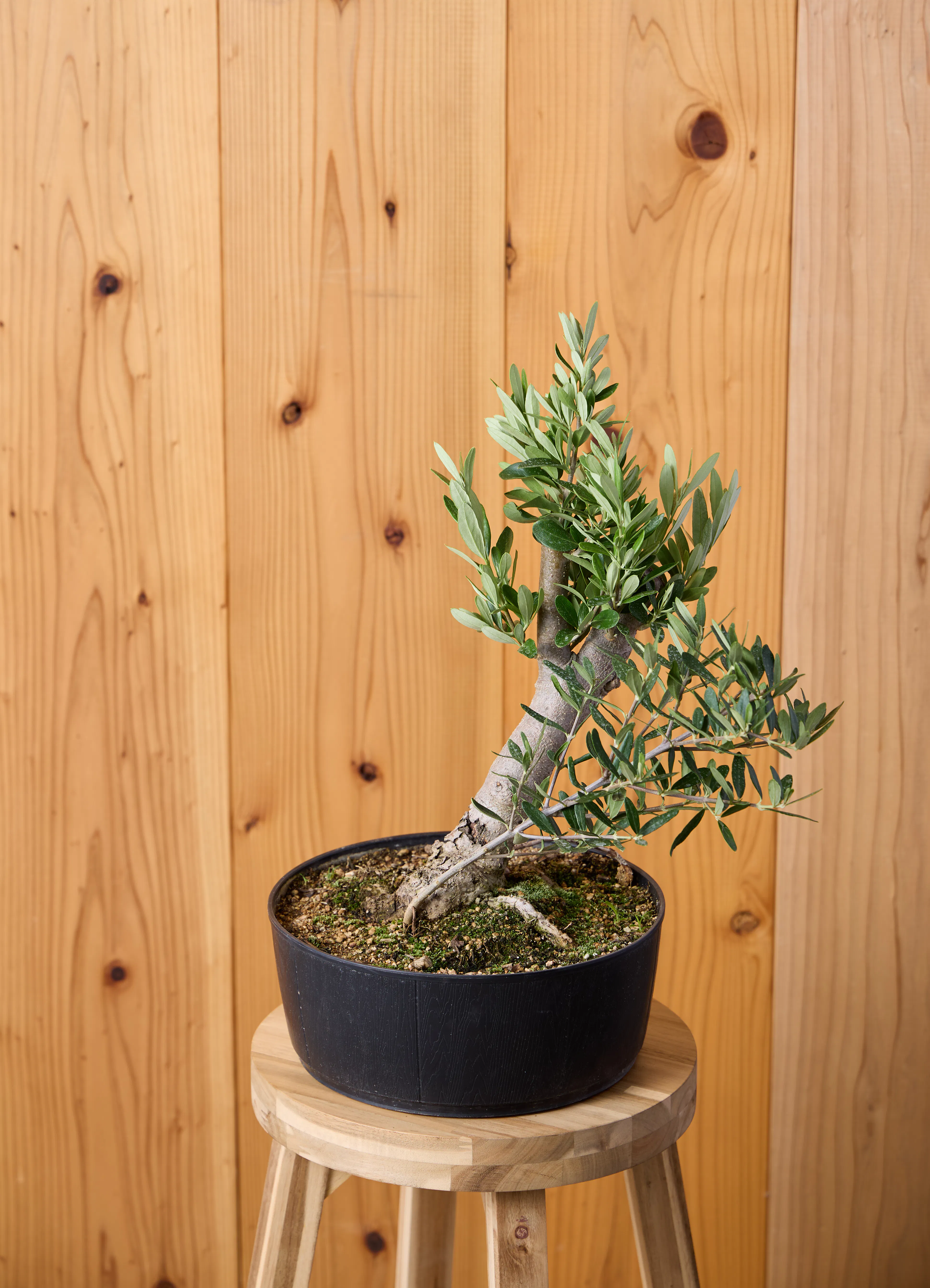 オリーブの木 1点もの（現品・現物） | 観葉植物通販HitoHana(ひとはな)