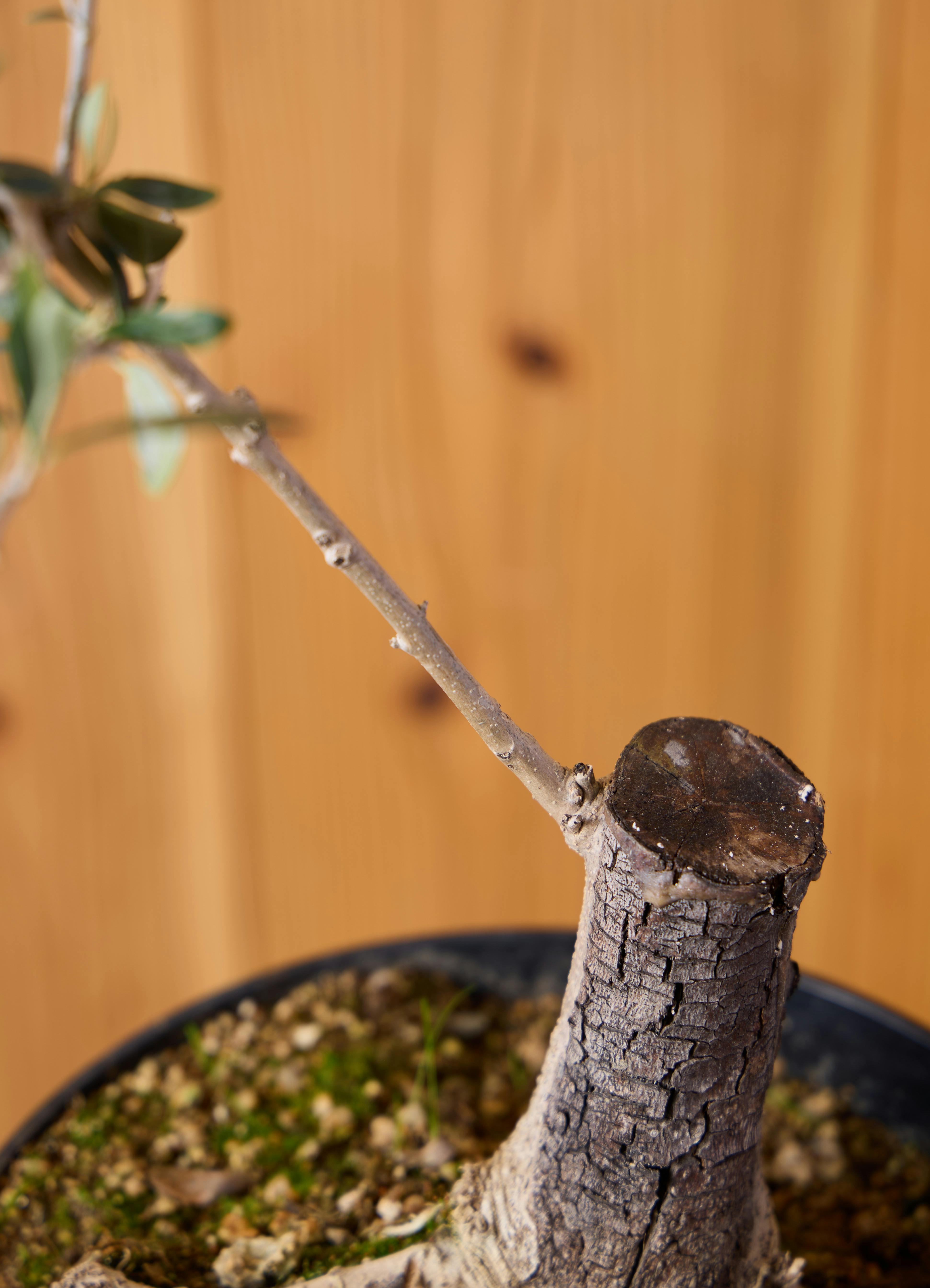 植物 オリーブ ルッカ 観葉植物 オリーブの木 23cm 8号 ルッカ 盆栽