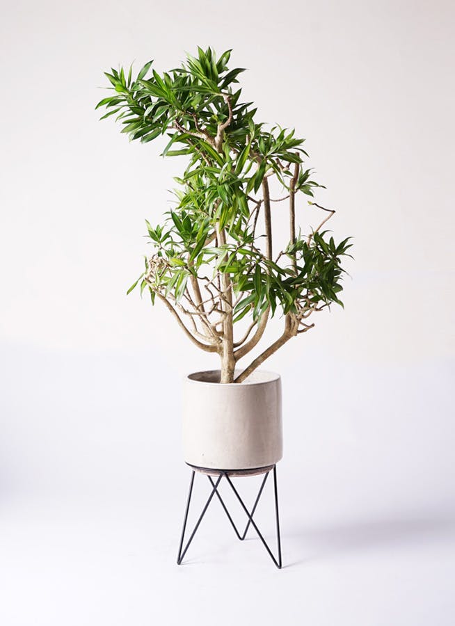 ドラセナ ソング オブ ジャマイカ 8号 | 観葉植物 | インテリアや