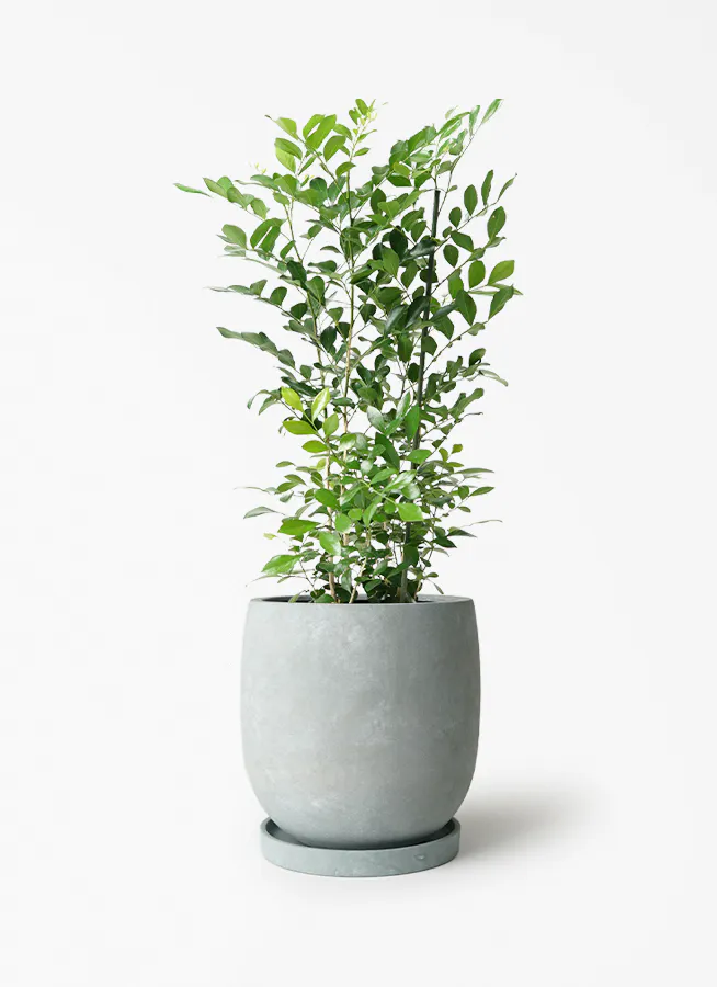 5号サイズの観葉植物 | 送料無料でお届け | Hitohana（ひとはな）
