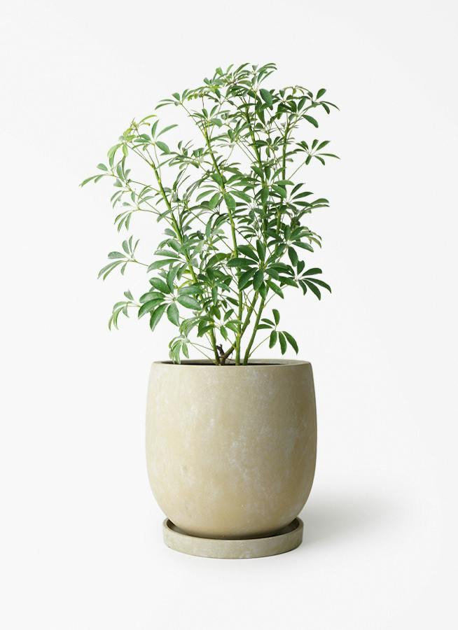 シェフレラ コンパクタ 5号 | 観葉植物通販 HitoHana（ひとはな）