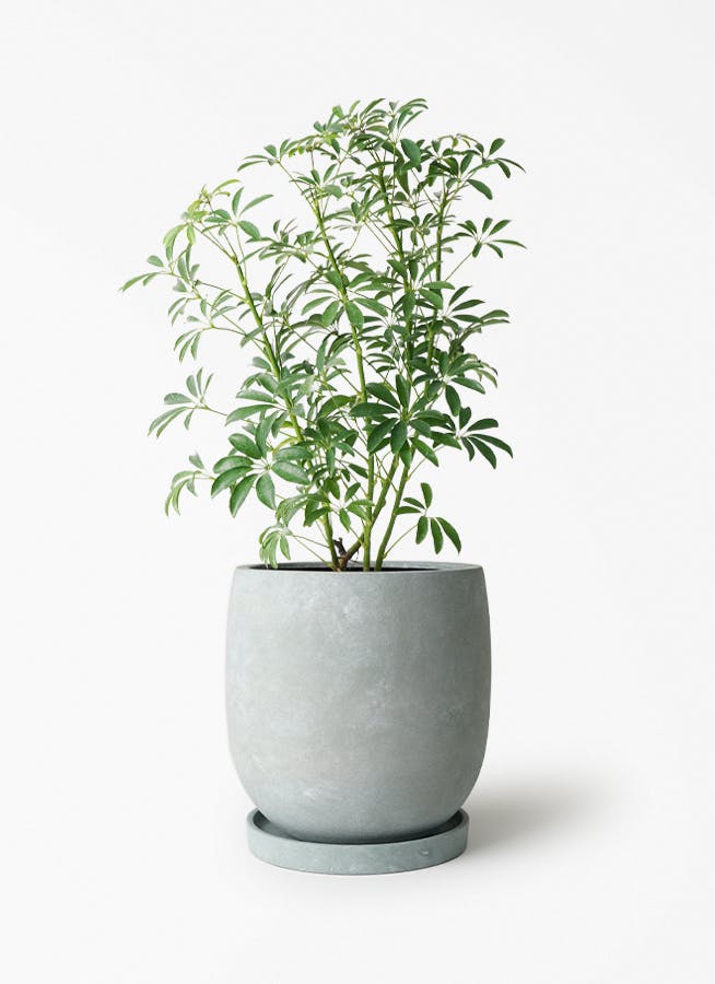 シェフレラ コンパクタ | 観葉植物ならHitohana（ひとはな）