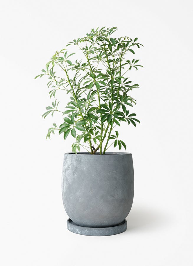 シェフレラ コンパクタ 5号 | 観葉植物通販 HitoHana（ひとはな）