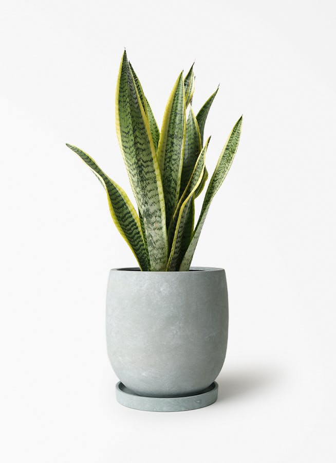 サンスベリア 5号 | 観葉植物通販HitoHana(ひとはな)