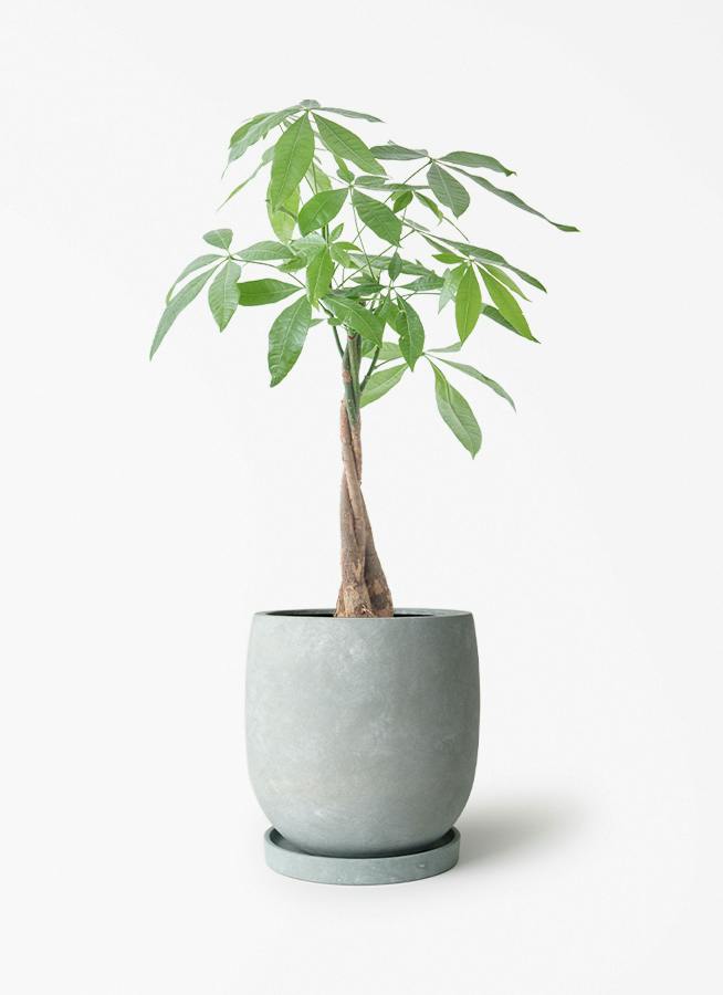 観葉植物 フィカス バーガンディ 5号 ノーマル アイルエッグ ライト