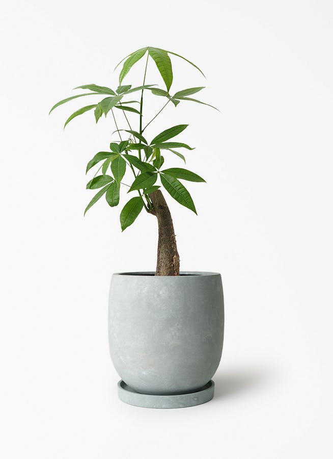 パキラ 5号 | 観葉植物の通販ならHitoHana（ひとはな）