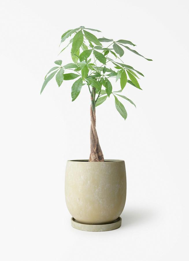パキラ様 リクエスト 5点 まとめ商品 パキラ 5号 | 観葉植物の通販ならHitoHana（ひとはな）