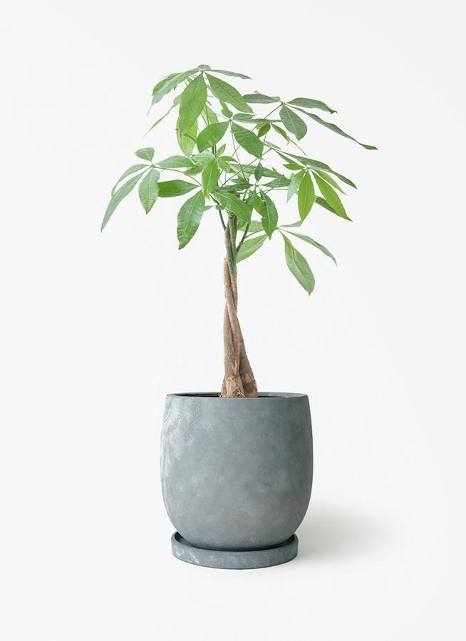 5,000円～10,000円の観葉植物 | 送料無料でお届け | Hitohana（ひとはな）