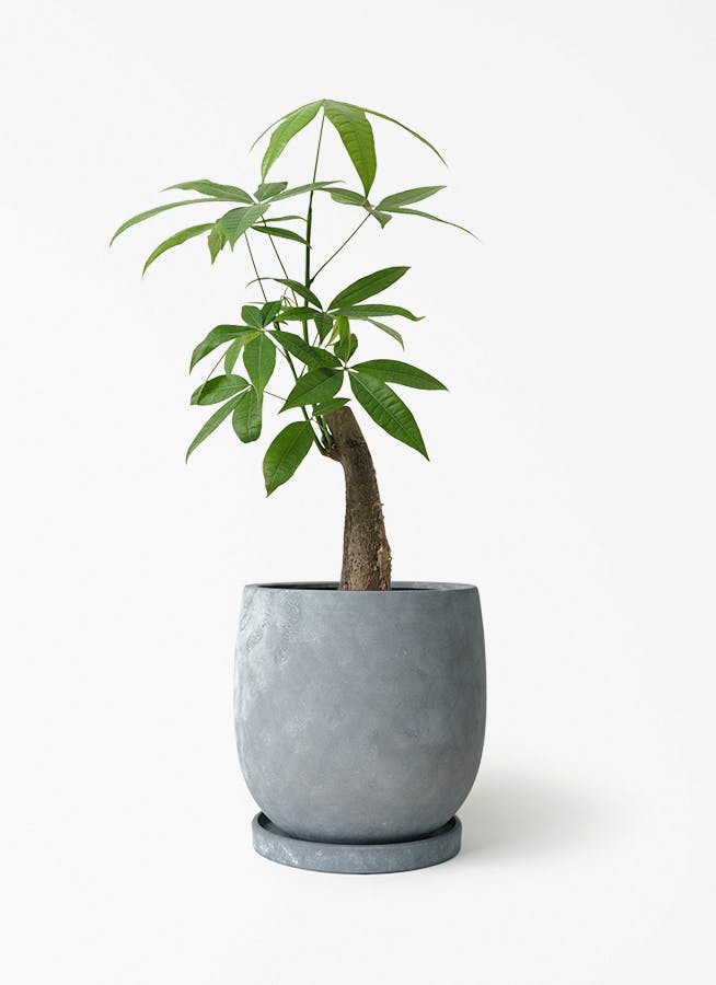 50cm〜70cmの観葉植物 | 送料無料でお届け | Hitohana（ひとはな）