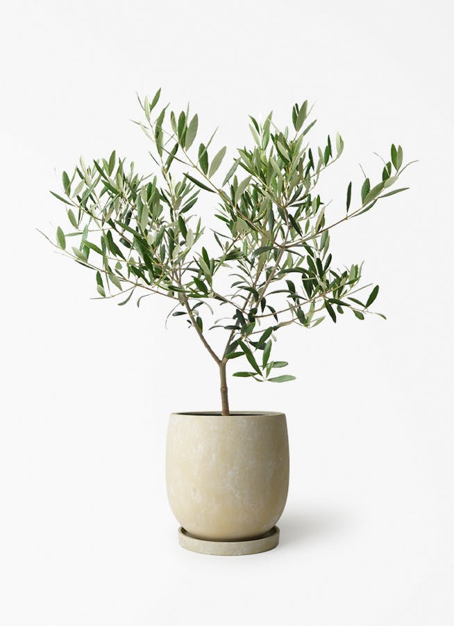 オリーブ　古木　盆栽　５号鉢つき　④ オリーブの木 5号 | 観葉植物の通販ならHitoHana（ひとはな）