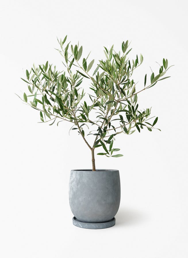 オリーブの木 5号 | 観葉植物の通販ならHitoHana（ひとはな）