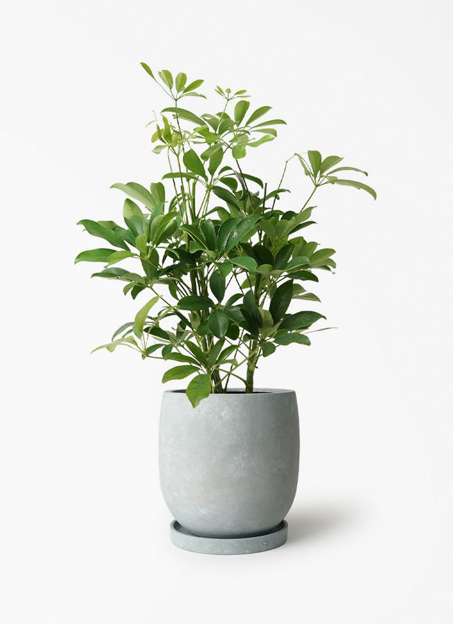 5号サイズの観葉植物 | 送料無料でお届け | Hitohana（ひとはな）