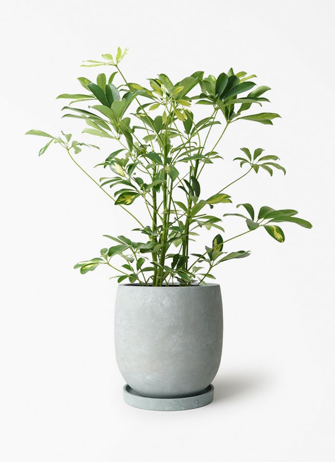 シェフレラ（カポック） 5号 | 観葉植物の通販ならHitoHana（ひとはな）