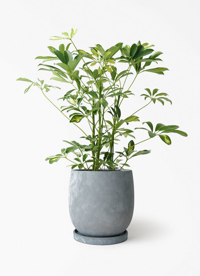 シェフレラ（カポック） 5号 | 観葉植物の通販ならHitoHana（ひとはな）