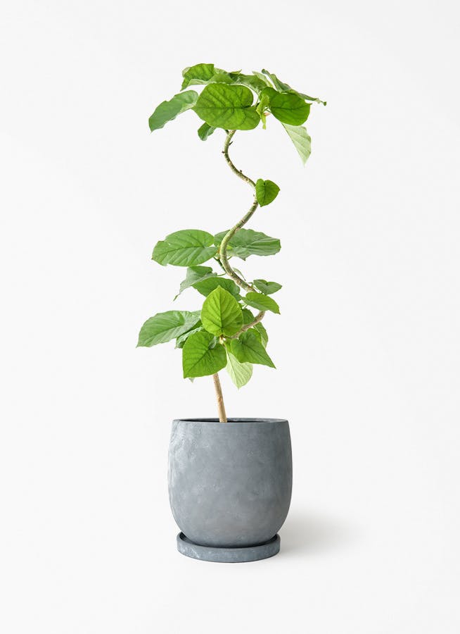 5号サイズの観葉植物 | 送料無料でお届け | Hitohana（ひとはな）