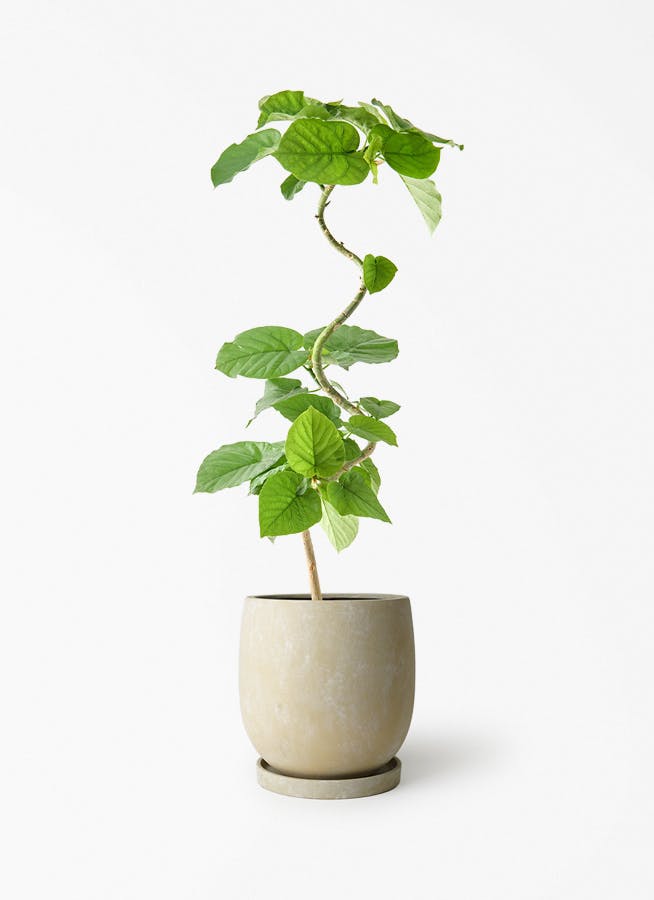 ficus-umbellata-1359_1.jpg