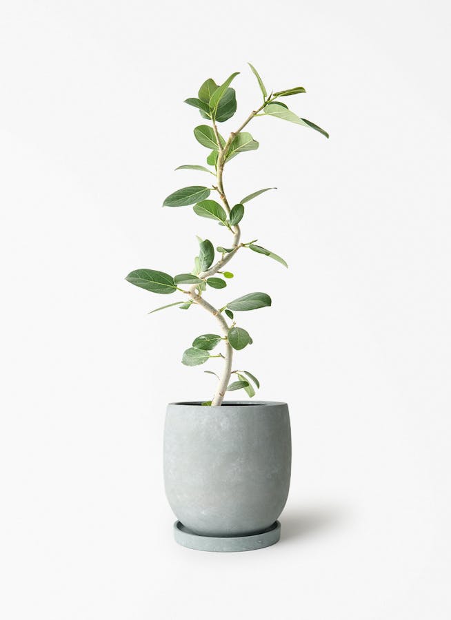 フィカス ベンガレンシス | 観葉植物の通販ならHitoHana