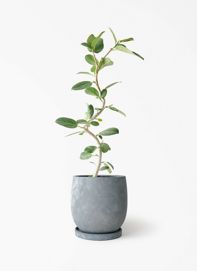 観葉植物 フィカス ベンガレンシス フィカス ベンガレンシス | 観葉植物の通販ならHitoHana
