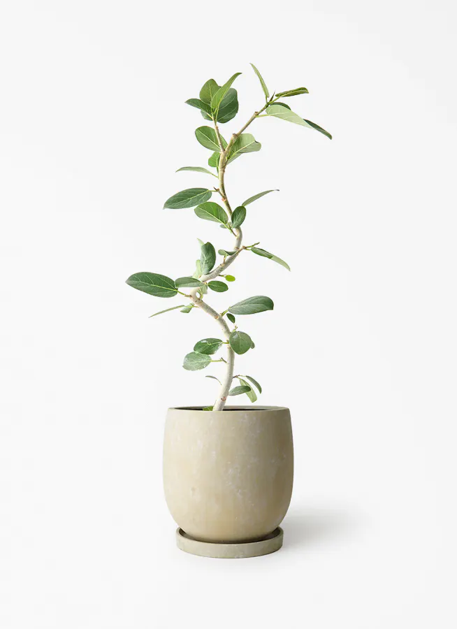 フィカス ベンガレンシス | 観葉植物の通販ならHitoHana