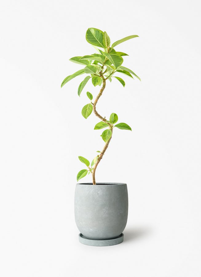 観葉植物【フェイクグリーン】フィカス（ゴムの木） 90cm アイルエッグ