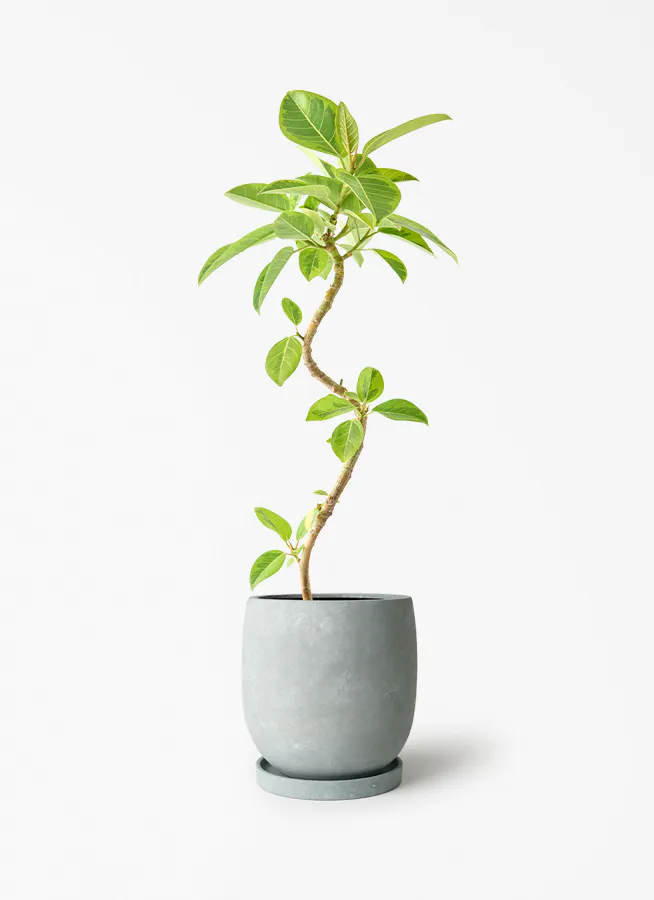 フィカス アルテシーマ | 観葉植物通販 HitoHana