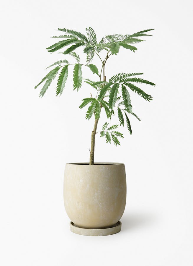 エバーフレッシュ 5号 | 観葉植物通販HitoHana(ひとはな)