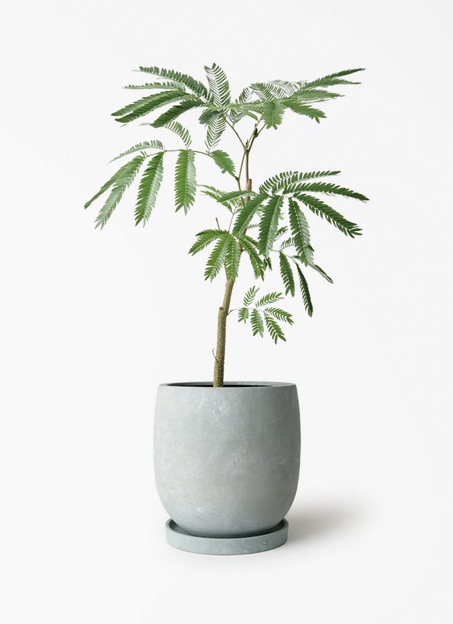 エバーフレッシュ 5号 | 観葉植物通販HitoHana(ひとはな)